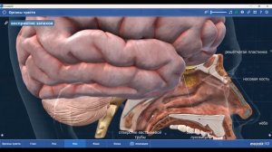 Открытый урок с Аллой для подростков 13-16 лет ▶ Анатомия
