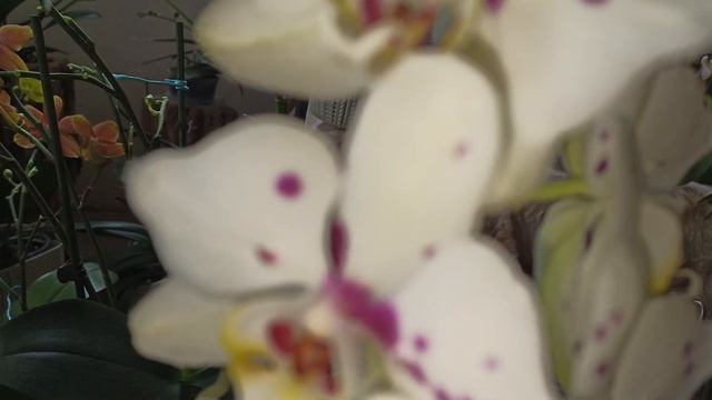 Бабочка, домашнее цветение орхидеи, сорт Бабл Бери (Phalaenopsis"Bubble Berry") Описание. Промокоды смотреть онлайн