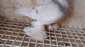 Обещанный обзор своей птицы. Белые, светлые Тасманы, Тасманы и сиреневые Голуби. Tauben/Pigeons. Ч.