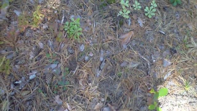 Зачем рвать грибы с корнем??? Плевок в лицо Природе. смотреть онлайн