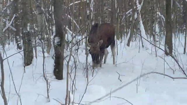 Лось #9/Лос #9/Moose #9 #лесопарк #природа #зима #лось смотреть онлайн