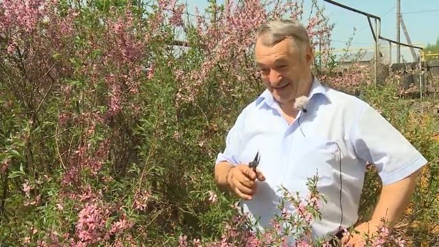 Программа "Наш Сад" № 31 смотреть онлайн