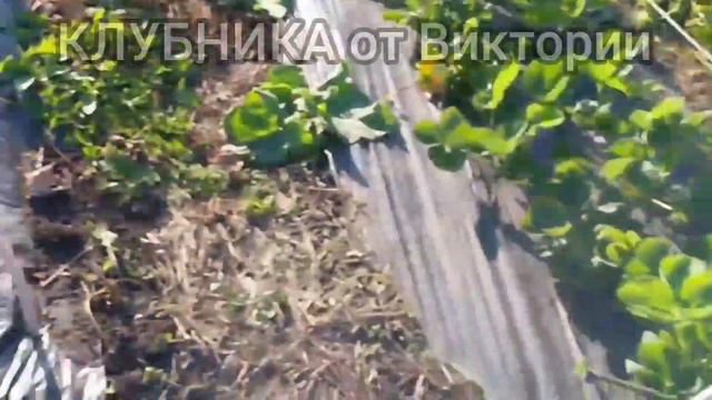 Осенняя обрезка клубники/Супер помошница_Машинка для стрижки смотреть онлайн