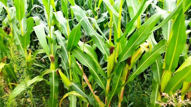 Огляд кукурудзи ГАЛАТЕЯ #слававільнійукраїні смотреть онлайн