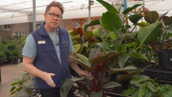 Philodendron Red Congo @ greengate Garden Centres