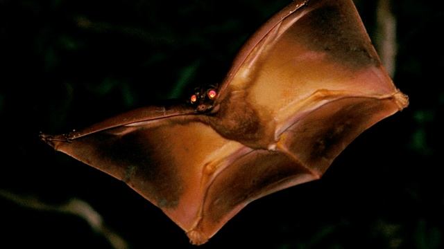 Шерстокрыл - интересные факты