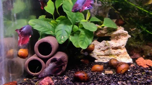 Молодые самцы петушков ищут новый дом) смотреть онлайн