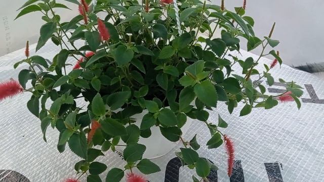 СЛОЖНО ЛИ ВЫРАСТИТЬ АКАЛИФУ?МИФЫ И РЕАЛЬНОСТЬ.