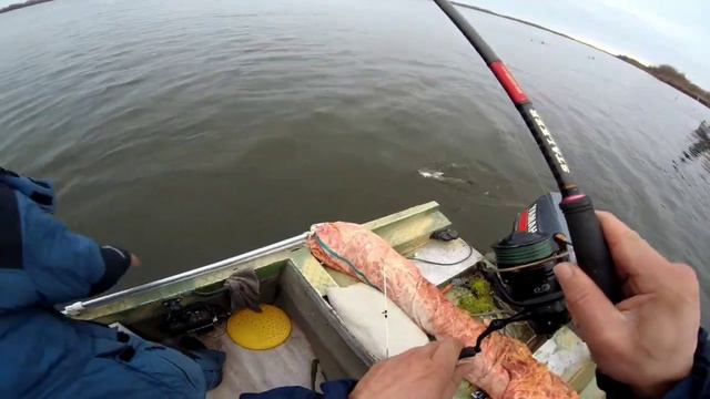 не плохая, такая, раздача судака в новом году. смотреть онлайн