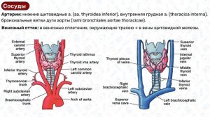Трахея и бронхи АНАТОМИЯ: строение трахеи, строение бронхов, топография трахеи