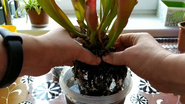 Выводим Дионеи и Саррацении из зимовки. Пересадка. смотреть онлайн
