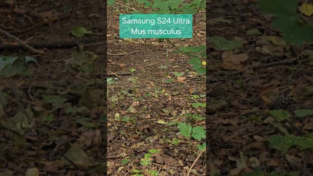 Samsung S24 Ultra / Mus musculus смотреть онлайн