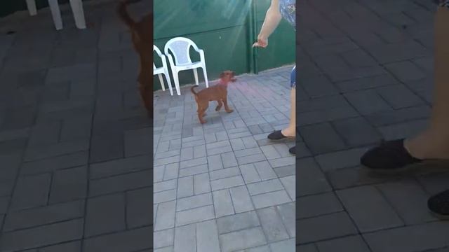 Ирландский терьер мальчик с синей лентой свободен к продаже смотреть онлайн