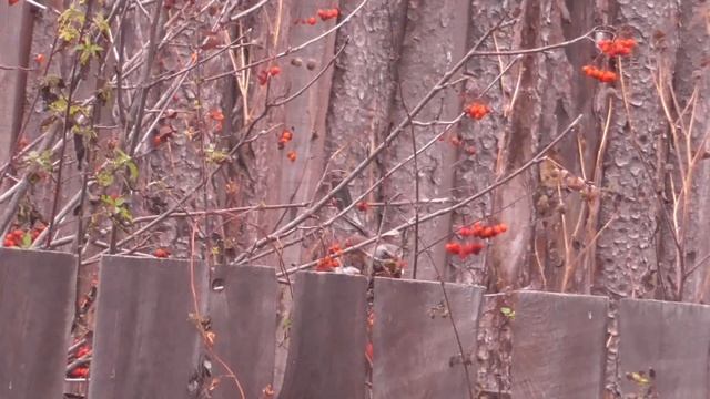 Дрозд Рябинник [Turdus pilaris] осенью на приусадебных участках. смотреть онлайн