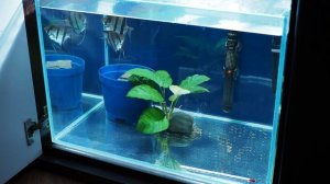 Разведение скалярий в домашних условиях