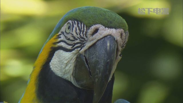 Чудо природы