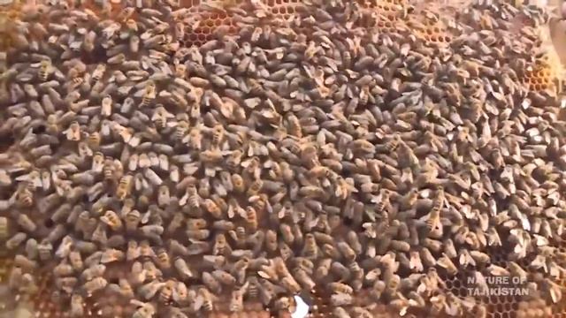 Природа Таджикистана. Natur Of Tajikistan