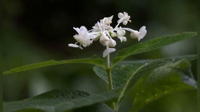ДАЙНАНТЕ (DEINANTHE) сем. Гортензиевые смотреть онлайн