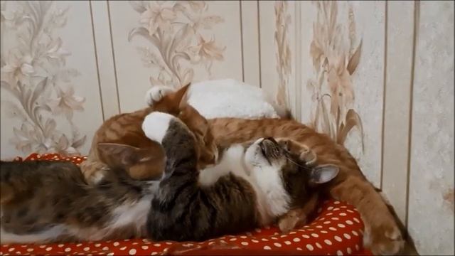 Памяти кота РЫЖИКА смотреть онлайн