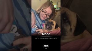 Мопс кричит как ребенок