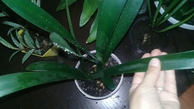 ?Мои комнатные цветы.?Обзор коллекции луковичных растений.? смотреть онлайн