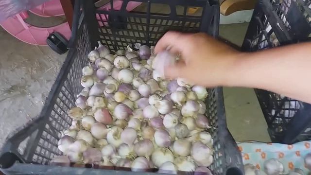 2018.07.15. Чеснок собран. Как храню и обрезаю. смотреть онлайн