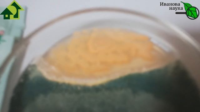 Урожай без "химии". Каким препаратам доверять? Что НЕ МОЖЕТ триходерма? Не пустышки, но... смотреть онлайн