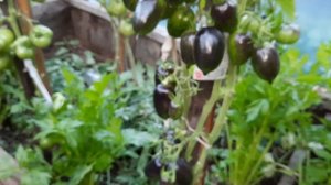 Проект гном томатный. Томат Гном Бой с тенью. Описание сортов на 14.8.21