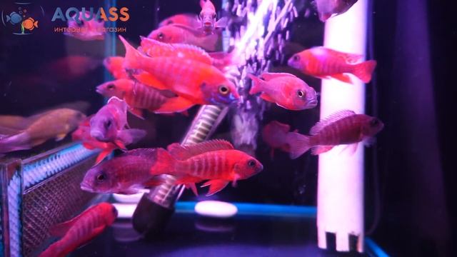 ?Aquass - Аулонокара ред рубин (Aulonocara Red Rubin) смотреть онлайн