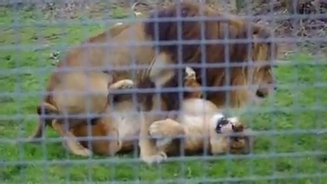 Lion's At Play!
