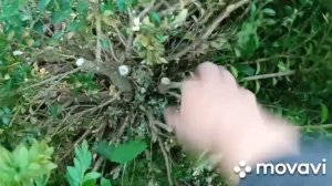 Самшит ,вырезаем сухие ветки ,формируем шарик!