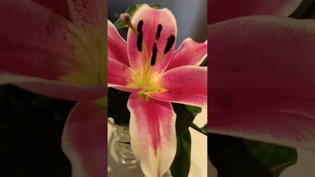 Good morning everyone #asmrvideo #lily #lilyflower @marilyDelaCruz смотреть онлайн