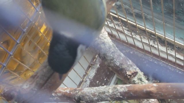Синица!!!Лучше синица в руках, чем журавль в небе!!! смотреть онлайн