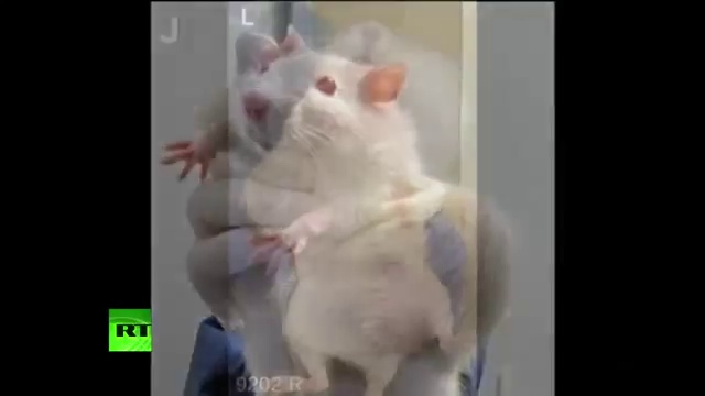 ГМО-производители спонсируют политиков смотреть онлайн