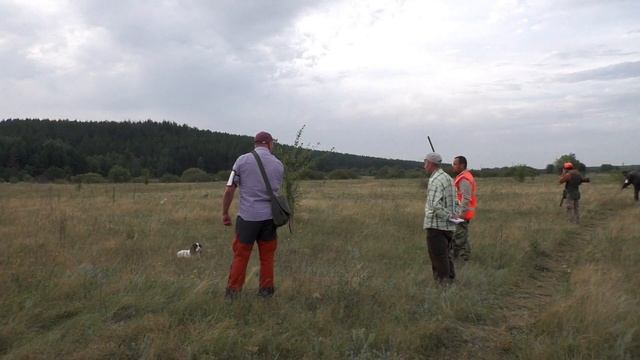 Филд Трайл Английских охотничьих спаниелей по перепелу. Тамбов 2022. Cheweky Coffee. смотреть онлайн