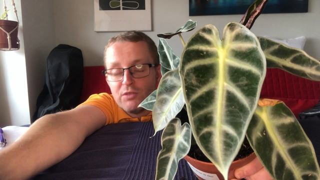Alocasia Bambino Arrow - unboxing (Watch me grow E5) смотреть онлайн