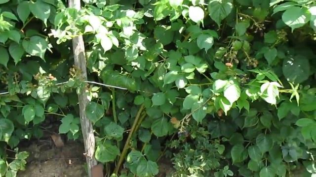 Моя любимая ЕЖЕВИКА Неубиваемая АГАВАМ смотреть онлайн