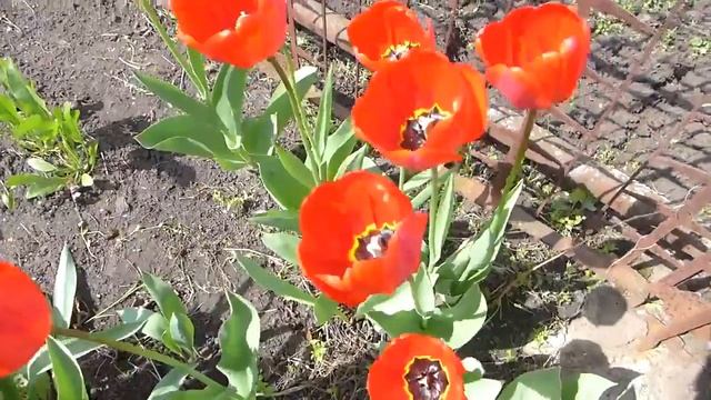 Весенние цветы - тюльпаны, арабис, примула, лунария. смотреть онлайн