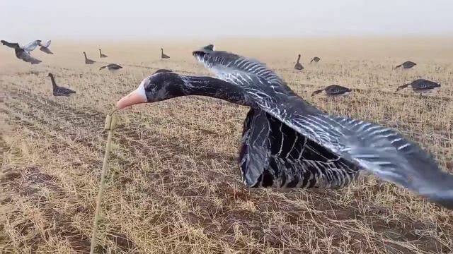 Гусь белолобый флюгер, парящий смотреть онлайн