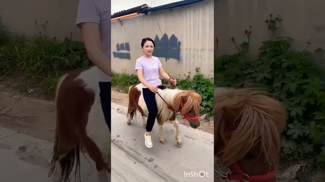 The joy of riding a pony Where can I buy horses смотреть онлайн