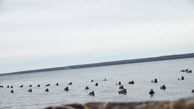 REDHEADS ON THE BIG WATER | Diver Duck Hunting