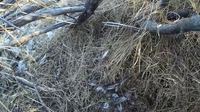 ОХОТА НА УТКУ СЕЗОН 👍👍👍 смотреть онлайн