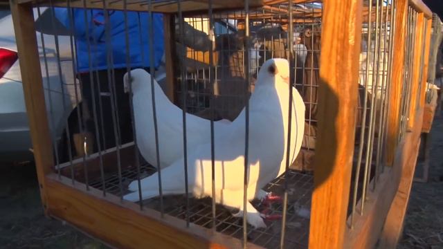 Птичий рынок - Кропоткин [29.11.2020]. Часть 2 - Голуби. смотреть онлайн