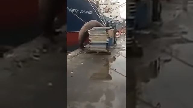 Сивуч внаглую ворует рыбу у моряков в порту смотреть онлайн