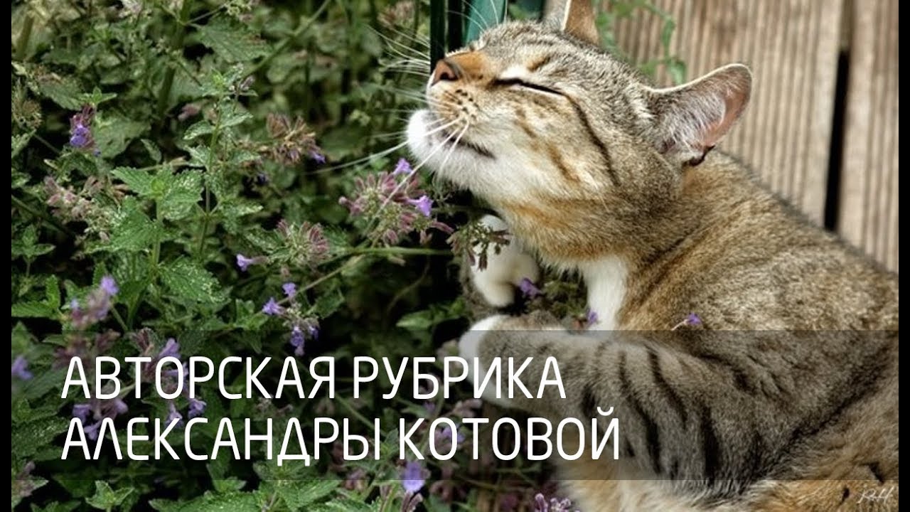 Авторская рубрика Александры Котовой. Sonic Jump, Sonic Dash, Sonic Boom: Rise of Lyric смотреть онлайн