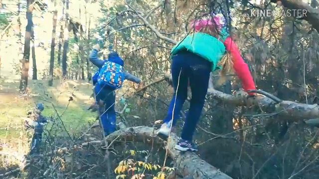 Тайны волшебного леса смотреть онлайн