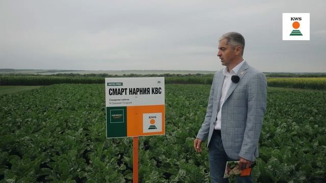 Обзор СМАРТ-гибридов сахарной свёклы KWS 2023