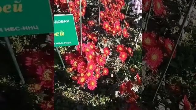 Бал хризантем (Крым) смотреть онлайн