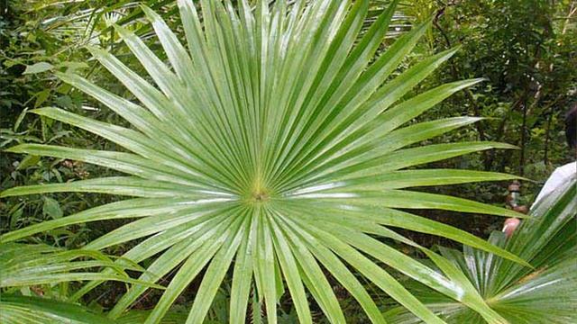 Ливистона: уход в домашних условиях смотреть онлайн