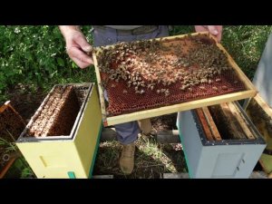 философия  6-ти рамочного улья ,4 замена матки